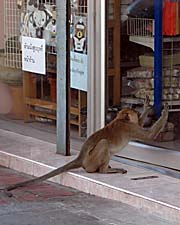 Monkey in Lopburi